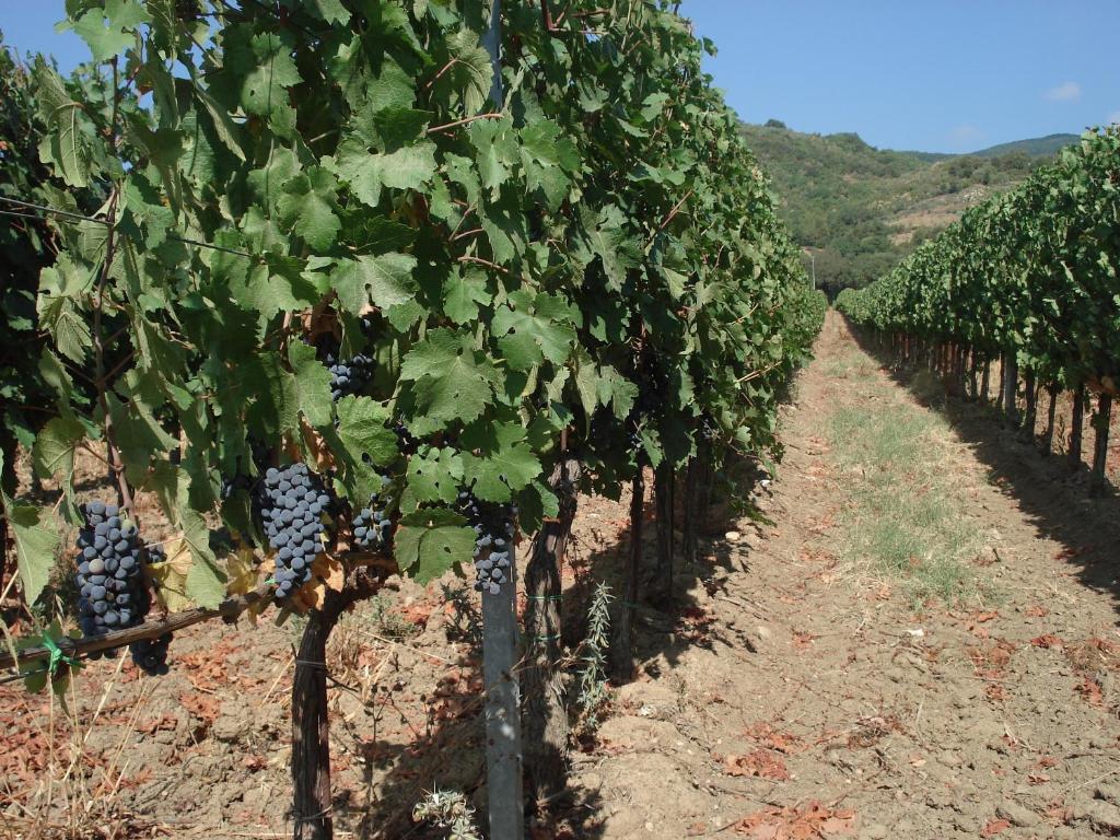 Agriturismo La Fontanella & Glamping Suvereto Eksteriør billede