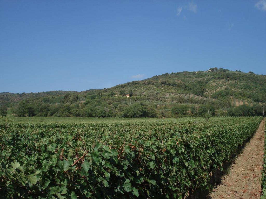 Agriturismo La Fontanella & Glamping Suvereto Eksteriør billede